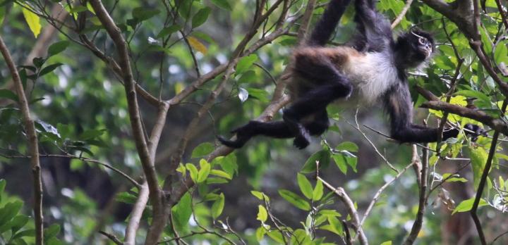 Voyage sur-mesure, Réserve Biologique d'Indio Maíz